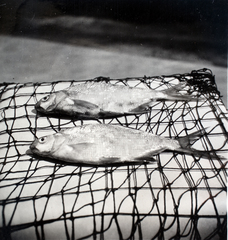 1938, Kieselbach Gyula, fish, fishing net, Fortepan #191314