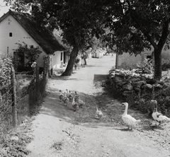 Magyarország, Öskü, 1959, Kotnyek Antal, falu, utcakép, baromfi, liba, Fortepan #19153