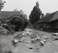 Magyarország, Öskü, 1959, Kotnyek Antal, falu, baromfi, patak, Fortepan #19156