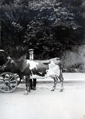 Finnország, Helsinki, 1936, Kieselbach Gyula, szarvasmarha, Fortepan #191629