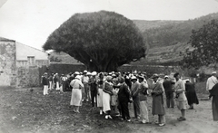 Spanyolország,Kanári-szigetek,Tenerife, Icod de los Vinos, Sárkányfa Park (Parque del Drago)., 1933, Kieselbach Gyula, Fortepan #191752