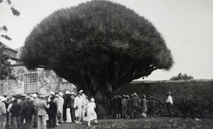 Spanyolország,Kanári-szigetek,Tenerife, Icod de los Vinos, Sárkányfa Park (Parque del Drago)., 1933, Kieselbach Gyula, Fortepan #191753