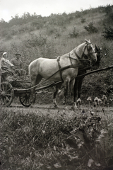 1936, Rothman család, ló, szekér, életkép, fogat, Fortepan #19190