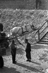 Magyarország, Győr, Mosoni-Duna part, alsó rakpart a Dunakapu térnél, fuvarosok pihenőben., 1971, Kriss Géza, Fortepan #192026