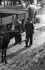 Magyarország, Győr, Mosoni-Duna part, alsó rakpart a Dunakapu térnél. Fuvarosok pihenőben., 1971, Kriss Géza, Fortepan #193278