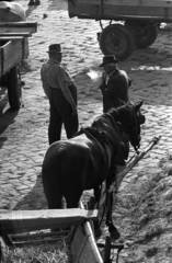 Magyarország, Győr, Mosoni-Duna part, alsó rakpart a Dunakapu térnél. Fuvarosok pihenőben., 1971, Kriss Géza, Fortepan #193279