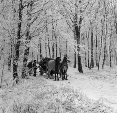 1966, Gábor Viktor, woods, winter, snow, horse, Fortepan #193873