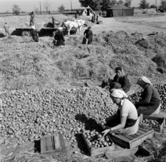 Magyarország, Dabas, télire prizmában tárolt burgonya átválogatása., 1964, Gábor Viktor, Fortepan #193920