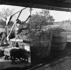 Magyarország, Inárcs, Március 21. Termelőszövetkezet, a felvétel szüret idején készült., 1964, Gábor Viktor, szüret, Fortepan #193922