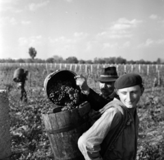 Magyarország, Inárcs, szüret a Március 21. Termelőszövetkezet szőlőtábláin., 1964, Gábor Viktor, szüret, Fortepan #193924