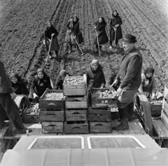 Magyarország, vetőburgonya ültetése géppel., 1967, Gábor Viktor, Fortepan #194132