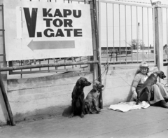 Magyarország, Budapest X., Albertirsai (Dobi István) út., 1977, Bojár Sándor, kutya, Budapest, Fortepan #195248