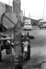 Üzbegisztán, Buhara, Xo'ja Nurobod (Kommunarov) utca a piac felé nézve, balra a háttérben a Kalon mecset fala., 1969, Bojár Sándor, Szovjetunió, szamár, Fortepan #195909