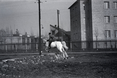 1939, Martin Kornél, ló, lovaglás, lovassport, lovasság, akadály, Fortepan #196731