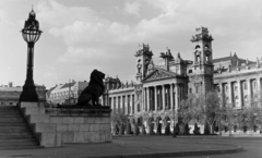 Magyarország, Budapest V., Kossuth Lajos tér, oroszlán szobor a Parlament lépcsőjénél. Háttérben az Igazságügyi Palota (ekkor a Magyar és Nemzetközi Munkásmozgalom Történeti Múzeuma)., 1954, Keveházi János, országház, Budapest, palota, középület, kőoroszlán, Fortepan #197064