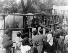 Magyarország, Városliget,Állatkert, Budapest XIV., 1955, Keveházi János, elefánt, állatkert, Budapest, Fortepan #197321