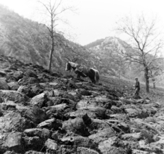 Magyarország, Csobánka, szántás a mai Hegyalja utca környékén., 1956, Keveházi János, képarány: négyzetes, ló, földművelés, eke, hegyoldal, Fortepan #197372