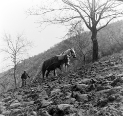 Magyarország, Csobánka, szántás a mai Hegyalja utca környékén., 1956, Keveházi János, képarány: négyzetes, ló, földművelés, eke, Fortepan #197373