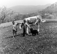 Magyarország, Csobánka, a mai Hegyalja utca környéke., 1956, Keveházi János, kutya, szarvasmarha, Fortepan #197374