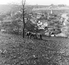 Magyarország, Csobánka, szántás a mai Hegyalja utca környékén., 1956, Keveházi János, látkép, képarány: négyzetes, rét, földművelés, Fortepan #197375