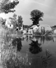 1957, Keveházi János, shore, reed, reflection, Fortepan #197568