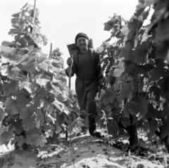 1969, Szalay Zoltán, photo aspect ratio: square, vine, harvest, Fortepan #198403