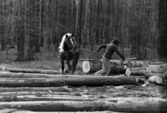 1976, Szalay Zoltán, deforestation, horse, Fortepan #198724