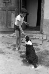 1963, Antal Gábor, kutya, szőlő, Fortepan #199386