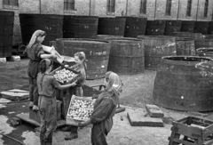 1955, Bauer Sándor, fruit, working woman, bathtub, distillery, Fortepan #199565