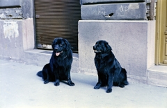 1961, Gömöri család, colorful, dog, Fortepan #201419