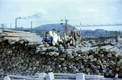 Magyarország, Tatabánya, fatelep a mai Fatelepi bekötőút nyugati oldalán., 1960, Gömöri család, színes, földmérő, farakás, szállítószalag, Fortepan #201447