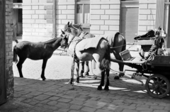 Magyarország, Budapest IX., Márton utca, a felvétel a 7. számú ház kapujában készült, háttérben a 8/a számú épület., 1959, Handa család, lópokróc, ló, csikó, Budapest, Fortepan #201552