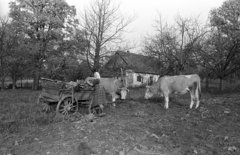 1964, Jakab Antal, Fortepan #201972