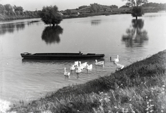 Hungary, Győr, Rába folyó, háttérben a vasúti híd., 1937, Tóth Árpád, goose, boat, Fortepan #203211