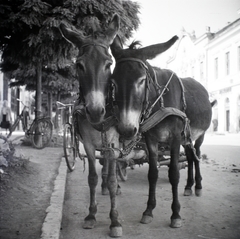 1943, Somlói Miklós dr., bicycle, donkey, Fortepan #204287