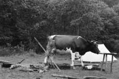 Poland, 1974, Kereki Sándor, cattle, Fortepan #204806