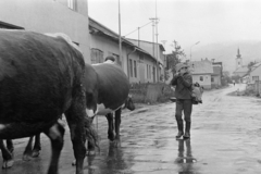 1974, Kereki Sándor, cattle, weapon, shepherd, Fortepan #205395