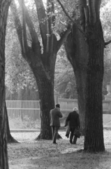 Magyarország, Balatonalmádi, a vasútállomás és a Balaton közötti Szent Erzsébet liget (Öregpark), háttérben a Sóhajok hídja., 1977, Kereki Sándor, fa, Fortepan #205621