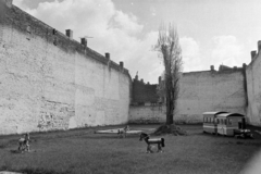 Magyarország, Budapest IX., Lenhossék utca, játszótér a Tűzoltó és a Vendel között., 1978, Kereki Sándor, Budapest, Best of, játék állat, tűzfal, foghíj telek, Fortepan #205987