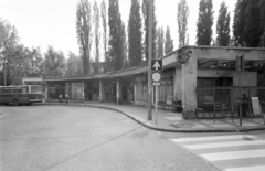 Hungary, Budapest II., Pasaréti tér, autóbusz-végállomás., 1976, FŐFOTÓ, Budapest, bus, Ikarus-brand, crosswalk, Fortepan #206990