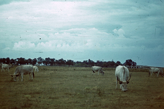 Magyarország, Hortobágy, szürkemarha gulya a legelőn, háttérben a Kilenclyukú híd., 1941, Fortepan, színes, híd, szarvasmarha, kőhíd, ívhíd, Povolny Ferenc-terv, Fortepan #20787