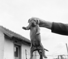 1969, FŐFOTÓ, puppy, hold in arms, dog, dangling, Fortepan #207995