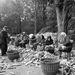 1969, FŐFOTÓ, corn, shelling corn, Fortepan #208115