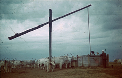 Hungary, Hortobágy, szürkemarha gulya itatása a gémeskútnál., 1941, Fortepan, colorful, well, cattle, shadoof, Fortepan #20859