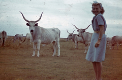 Hungary, Hortobágy, szürkemarha gulya a legelőn., 1941, Fortepan, colorful, cattle, Fortepan #20864