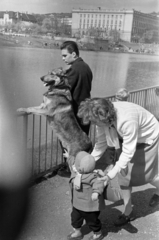 Magyarország, Budapest XI., Feneketlen-tó, háttérben a József Attila (később Budai Ciszterci Szent Imre) Gimnázium., 1962, Belházy Miklós, kutya, Budapest, Fortepan #210053