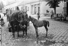 Magyarország, Sátoraljaújhely, Rákóczi utca, jobbra a Jókai utca torkolata., 1966, Belházy Miklós, lovaskocsi, csikó, szamár, kerékpár, Fortepan #210099