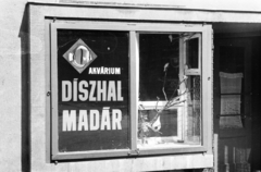 Hungary, Budapest XI., Bocskai út, akvárium, díszhal és madár árusító bolt a 21-es számú házban., 1970, Belházy Miklós, Show window, aquarium, pet store, Budapest, Fortepan #210100