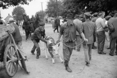 Magyarország, Zalaegerszeg, a Vásár tér marhavásár alkalmával., 1977, Jakab Antal, szekér, borjú, Fortepan #210710