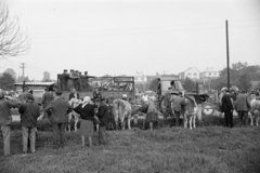 Magyarország, Zalaegerszeg, a Vásár tér marhavásár alkalmával., 1977, Jakab Antal, szarvasmarha, traktor, Fortepan #210721